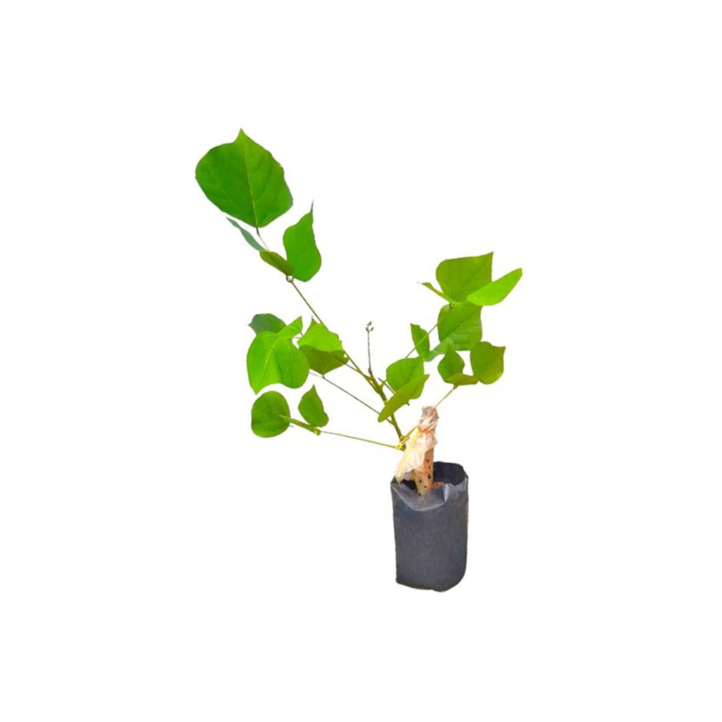Lakpura® Indian Coral Tree (Erabadu) Plant