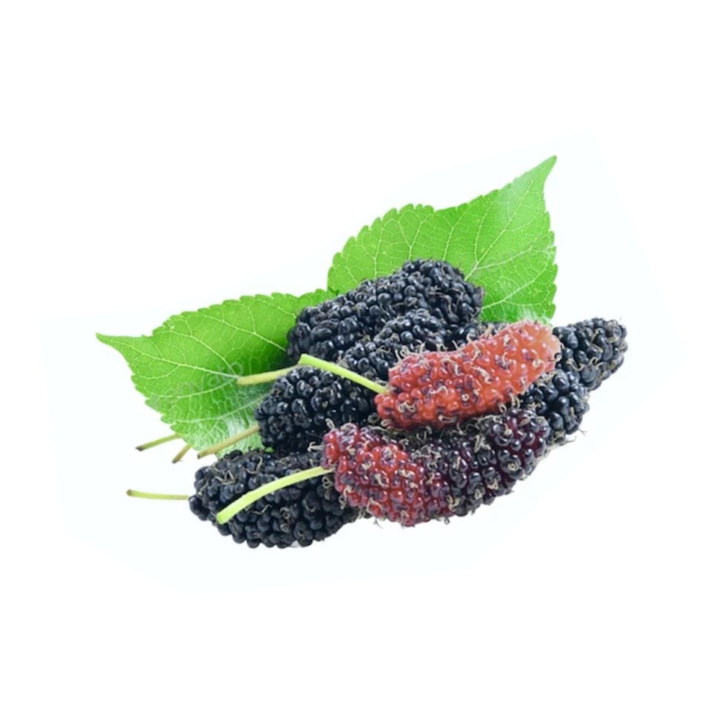 Lakpura Thai Mulberry Layered Plant