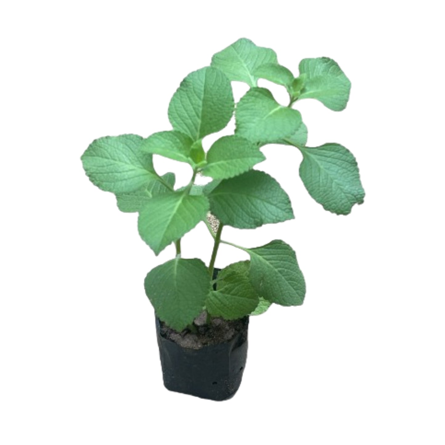Lakpura® Kapparawalliya Plants