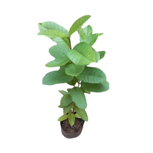 Ovocná rostlina Lakpura White Apple Guava