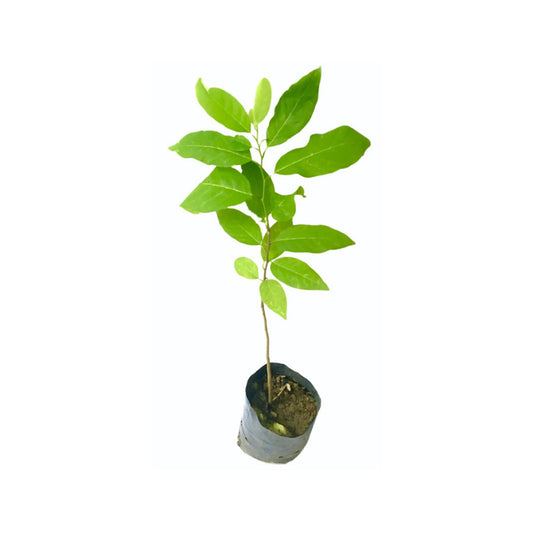 Lakpura® Custard Apple (Seeni Anodha) Plant