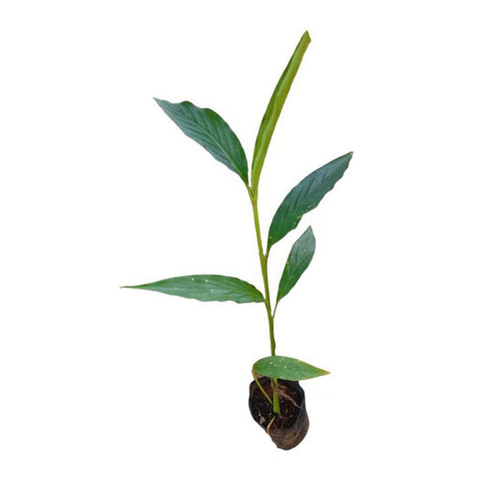 Lakpura® Cardamom Plant