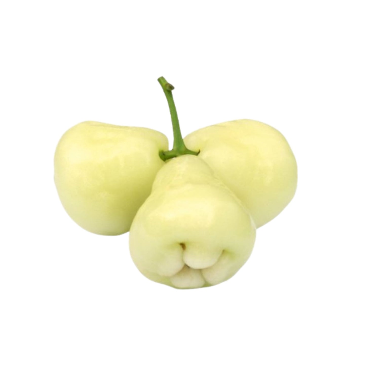 Rostlina jabloně bílé růže Lakpura®