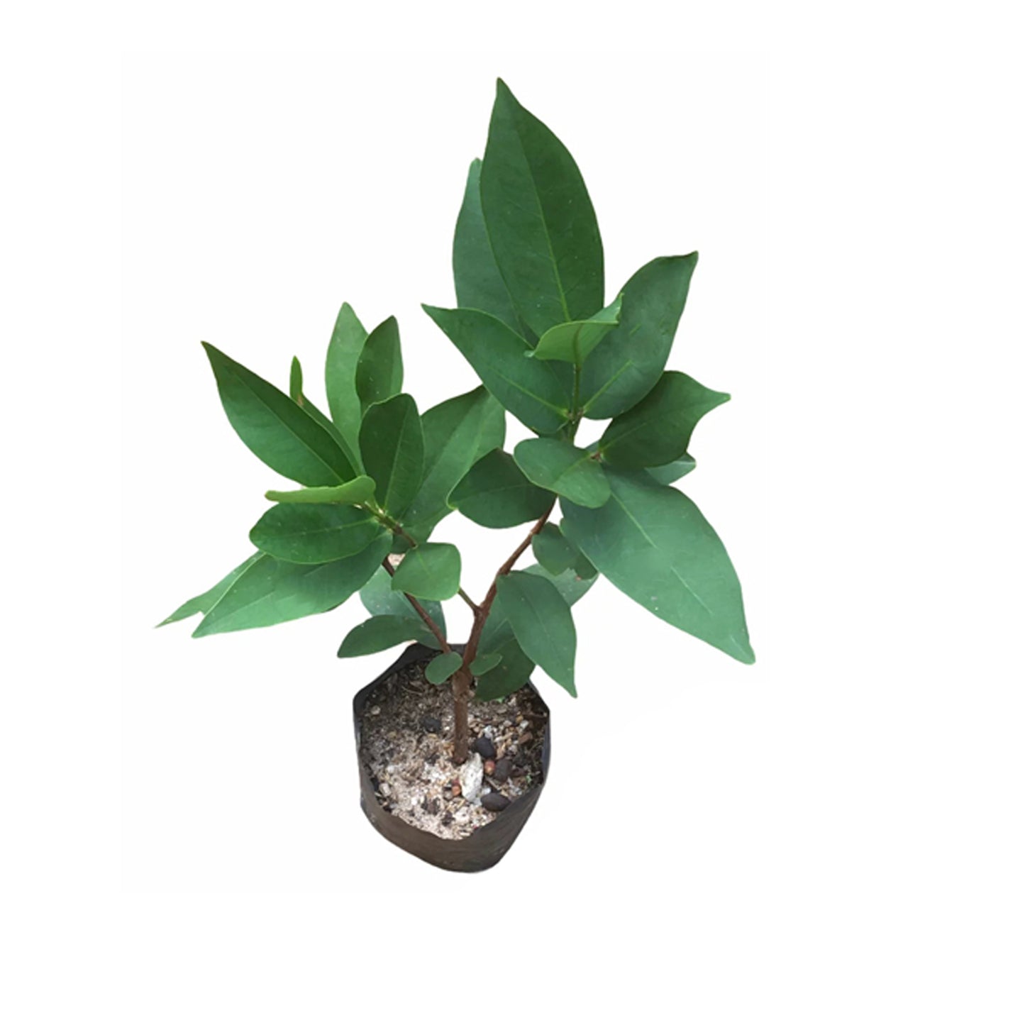 Rostlina jabloně bílé růže Lakpura®