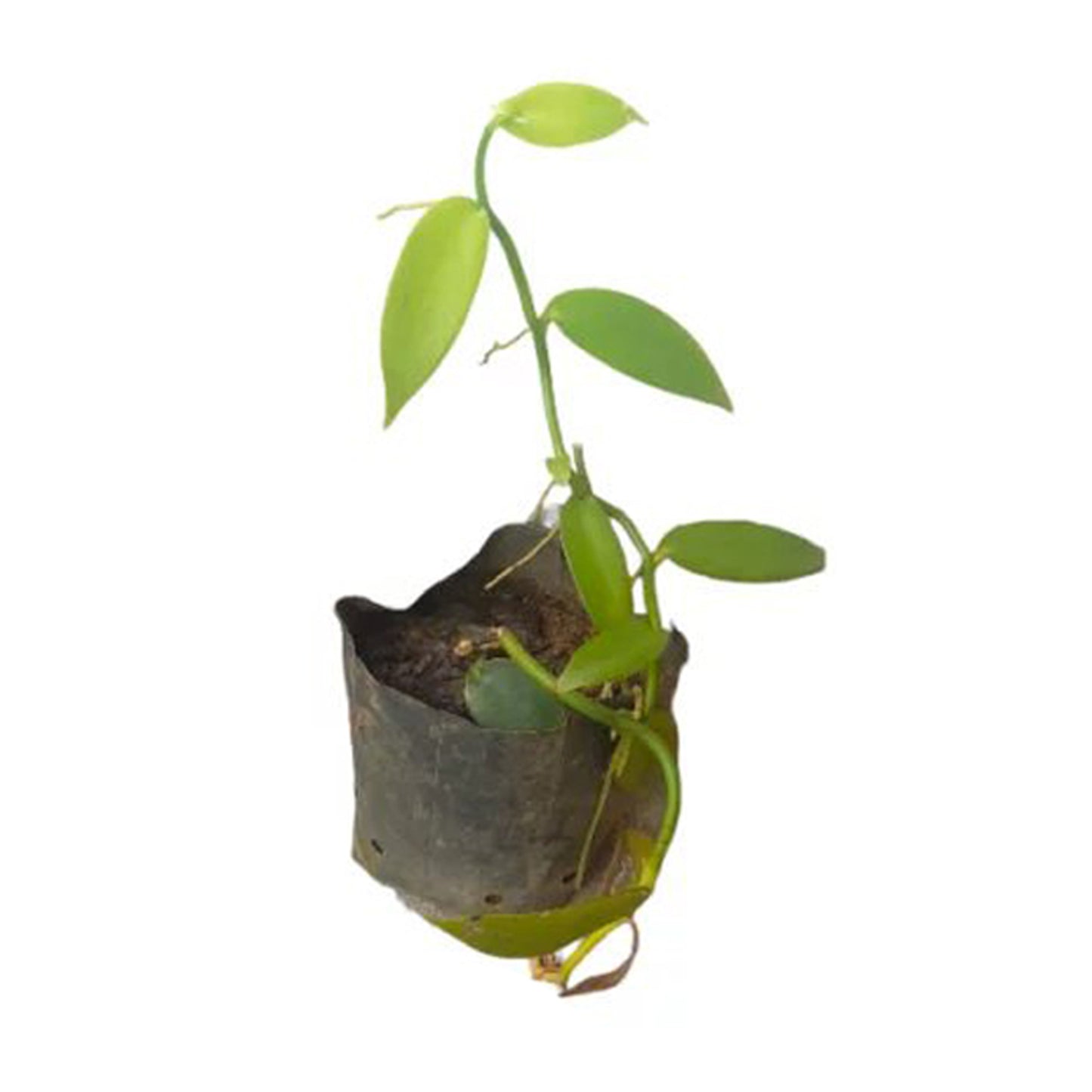 Vanila () Rostliny koření