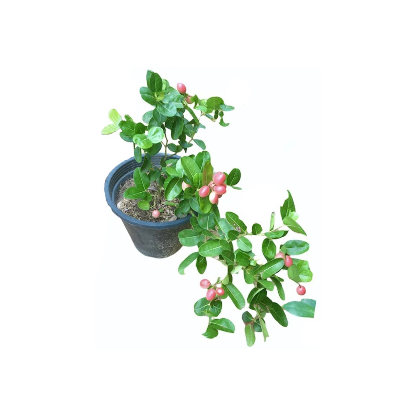 Lakpura® Jamson Layered Plant