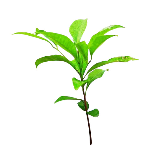 Lakpura Munamal (španělská třešeň) Rostlina