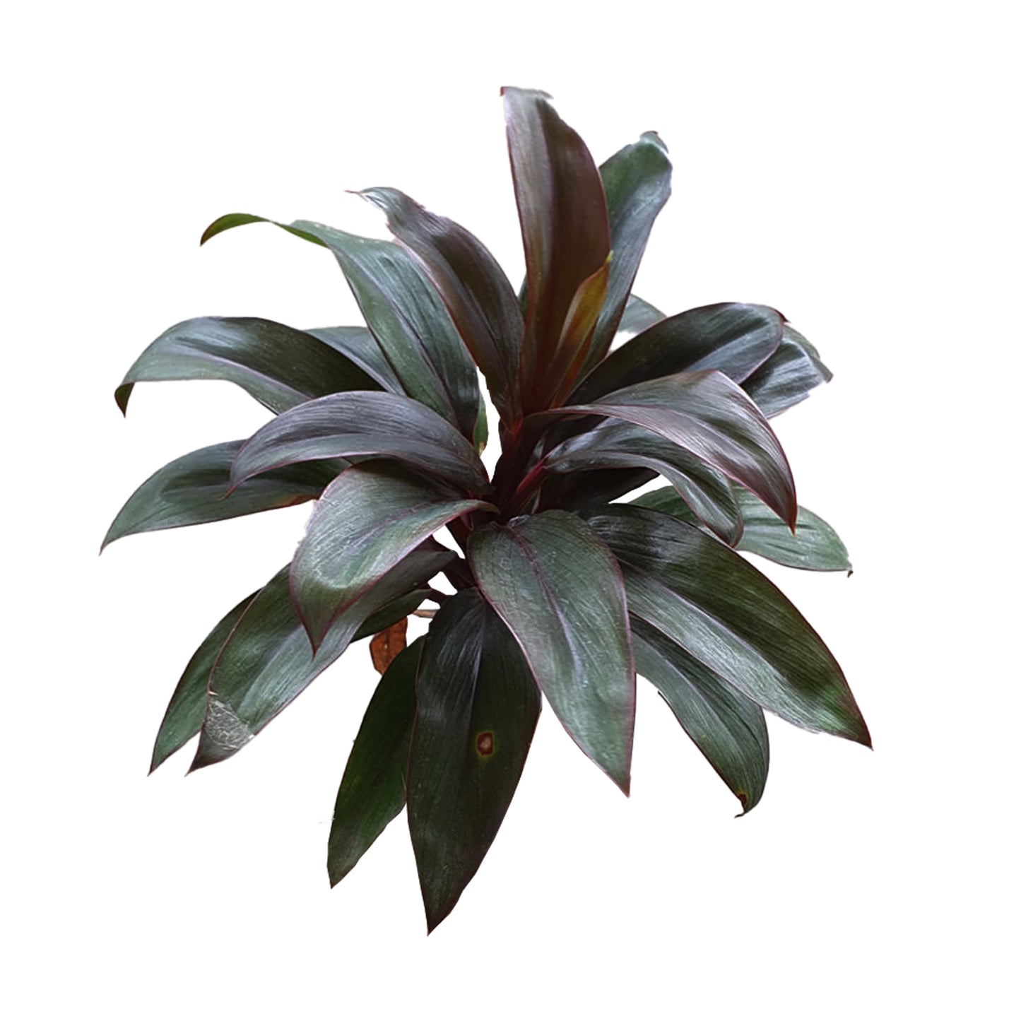 Lakpura® Dracaena Purple Compacta listy - střední