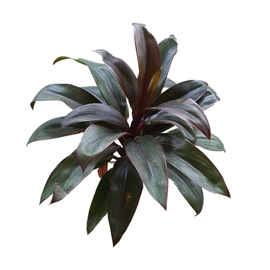 Lakpura® Dracaena Purple Compacta listy - střední