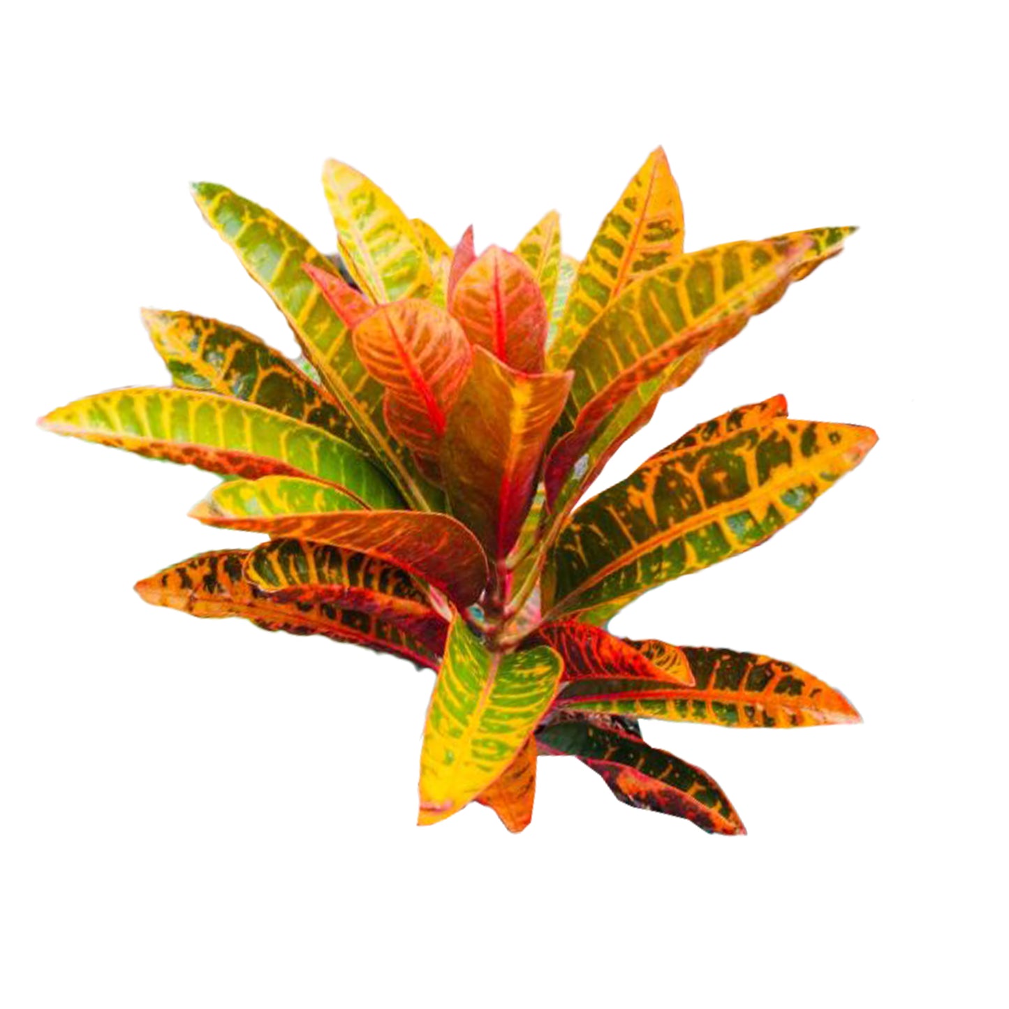 Lakpura® Magnificent Croton