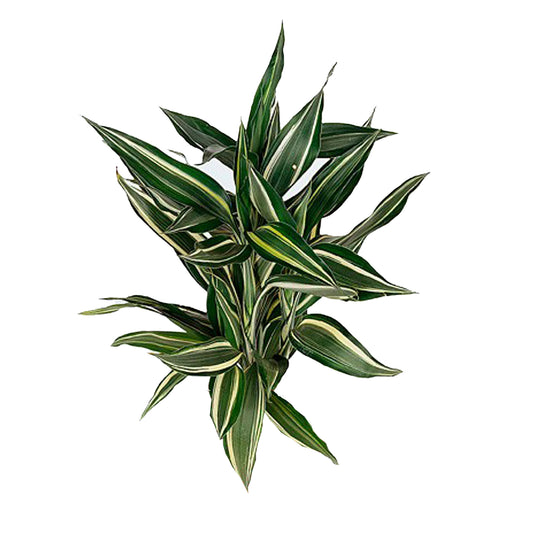 Lakpura Dracaena Sanderiana Victory (50 listů) Střední
