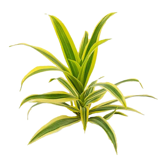 Lakpura Dracaena Reflexa „Píseň Indie“ (50 listů) Střední