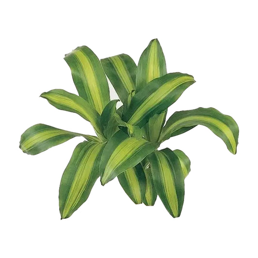 Lakpura Dracaena Massangeana (20 listů) střední