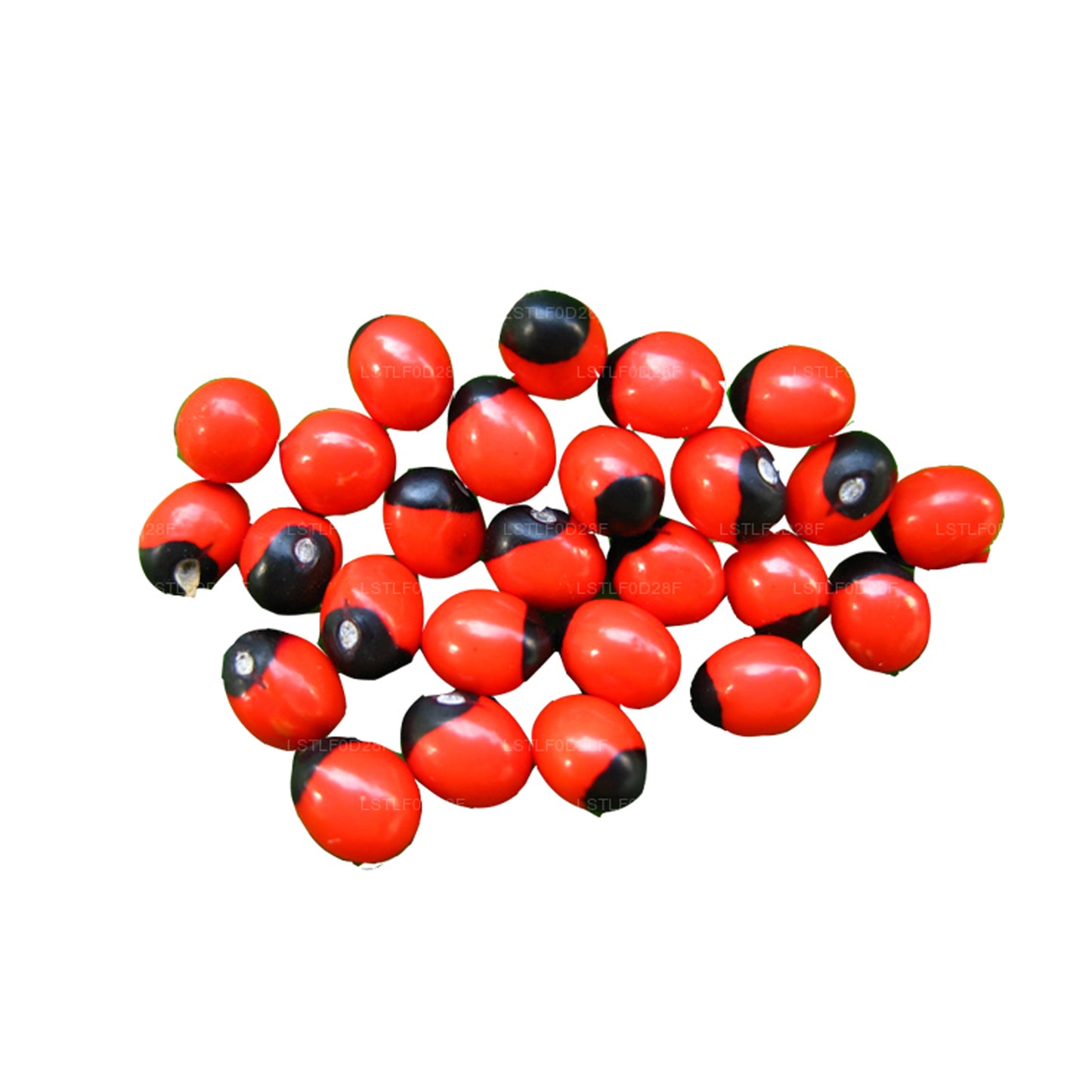 Semena Lakpura® Olinda (marocký Abrus)