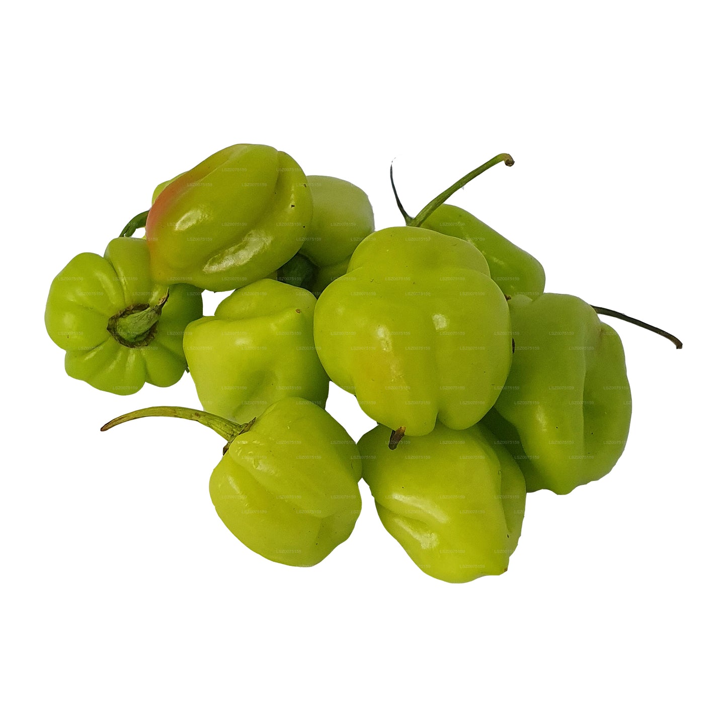 Lakpura® Scotch Bonnet (Nai Miris)
