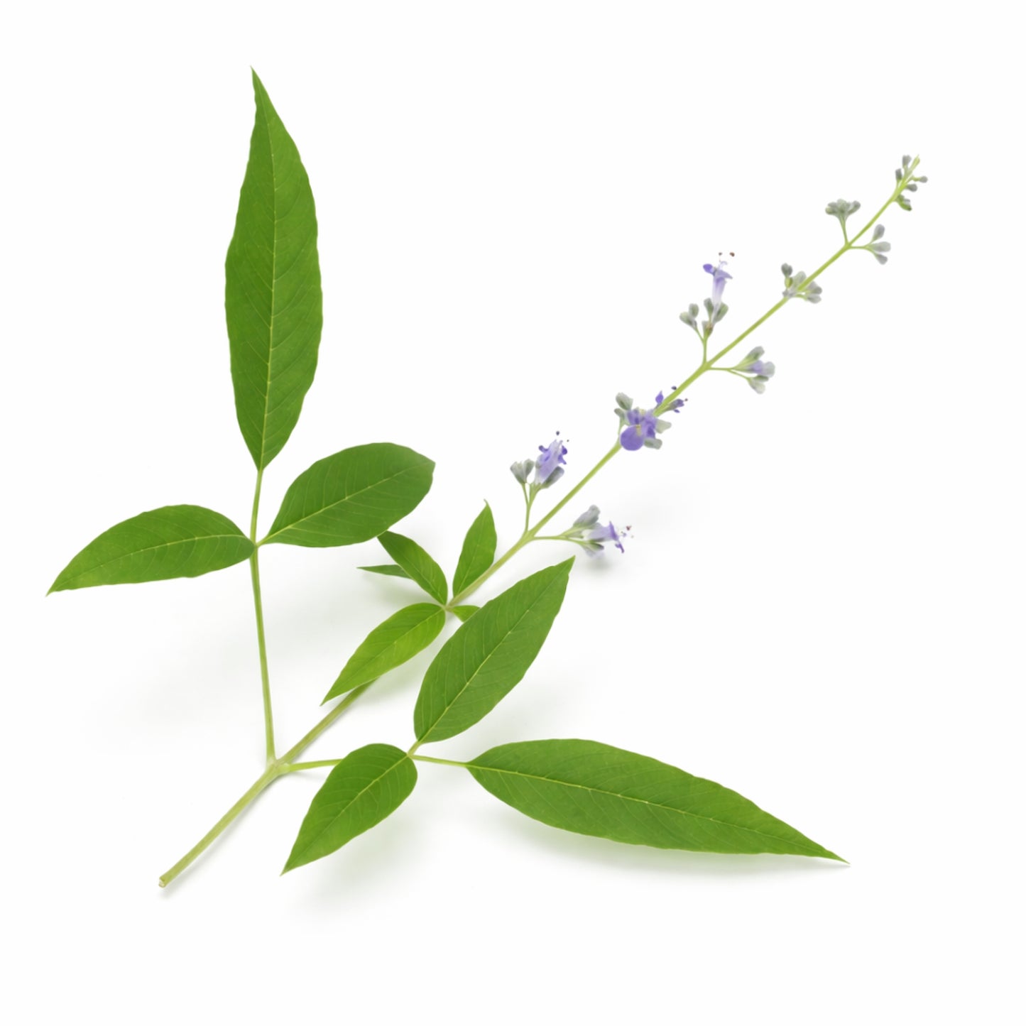 Lakpura® Dehydrated Nika Leaves (Vitex negundo)