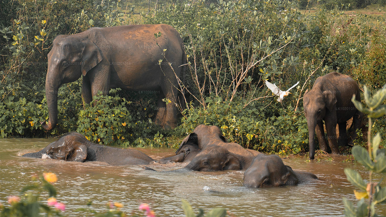 Udawalawe a Galle z Colomba (2 dny)