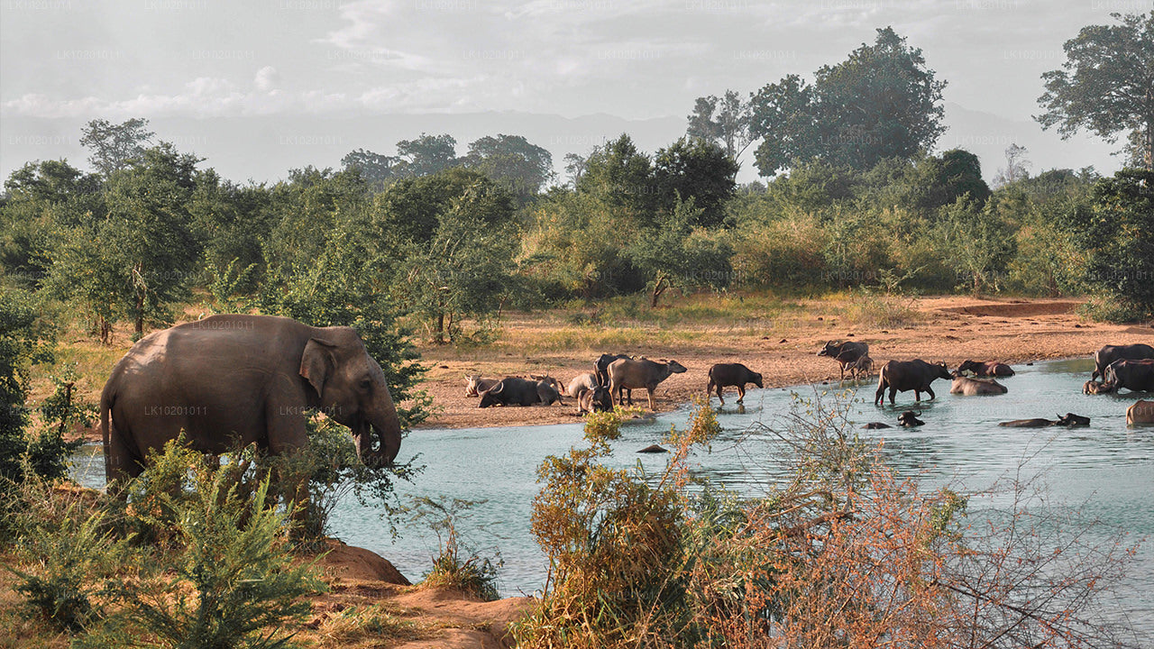 Udawalawe a Galle z Colomba (2 dny)