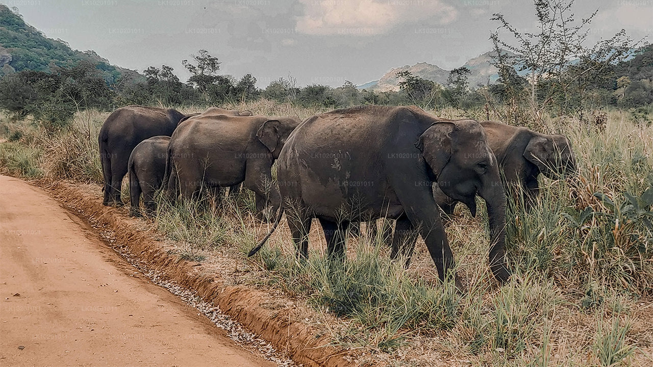 Udawalawe a Galle z Colomba (2 dny)