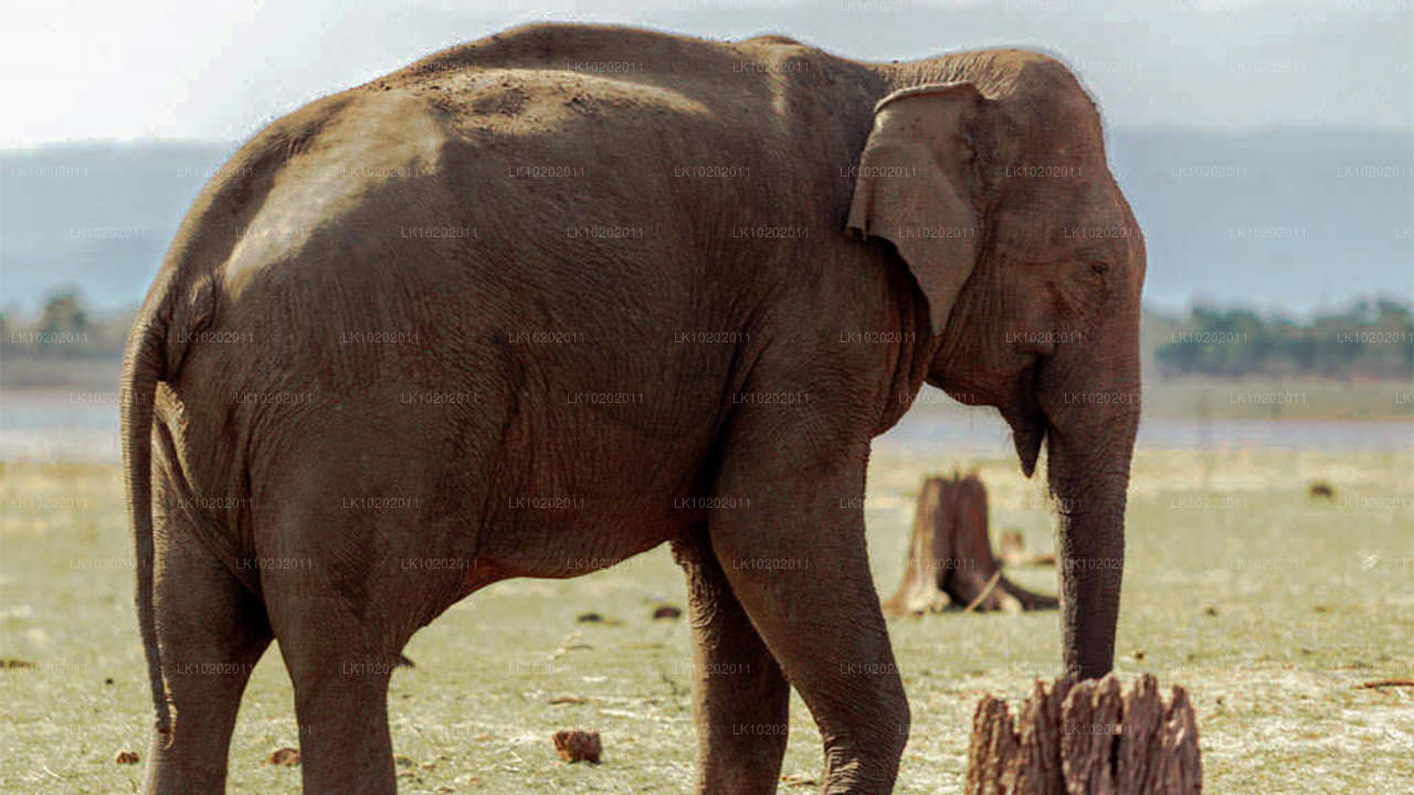 Sigiriya a Minneriya z Colomba (2 dny)