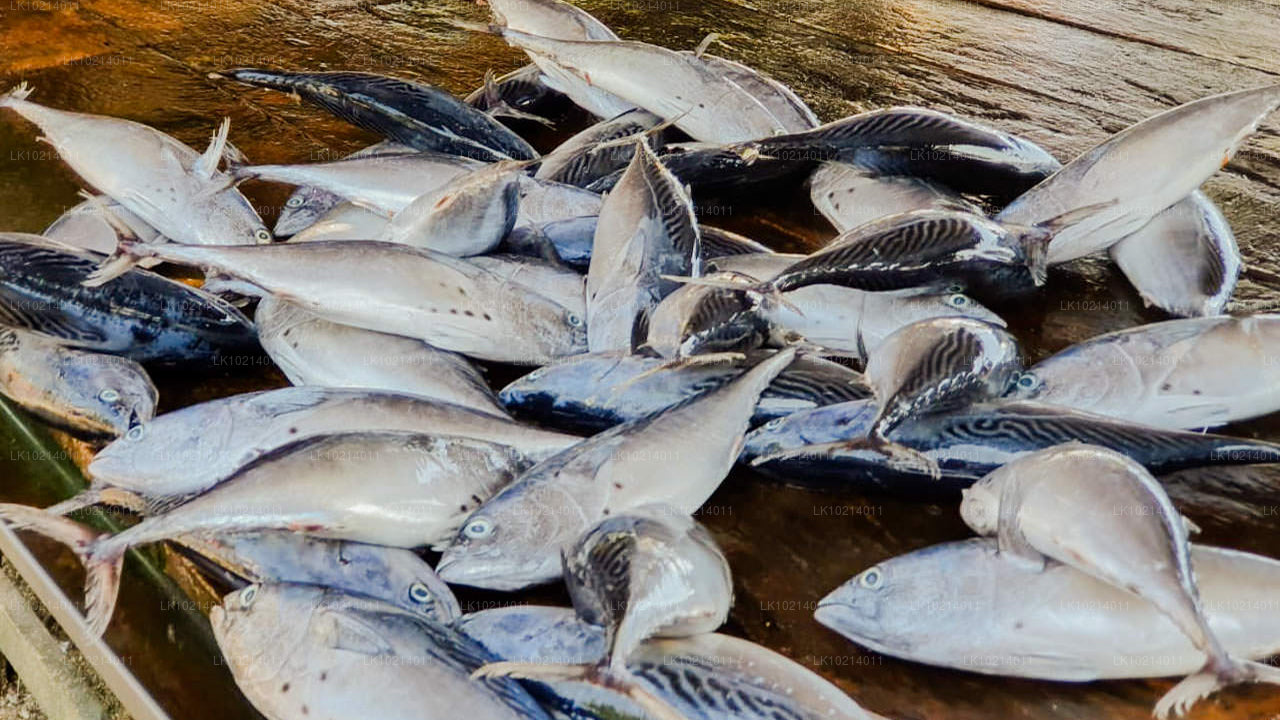 Ahangama a Mirissa z Bentoty (2 dny)