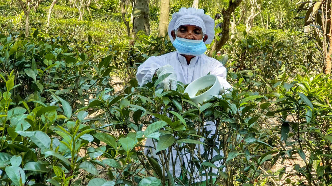 Ahangama a Mirissa z Bentoty (2 dny)