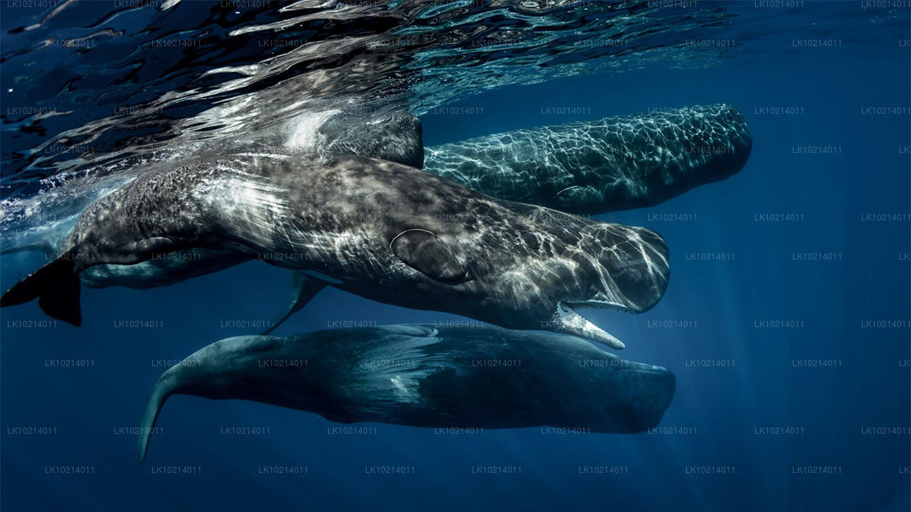 Ahangama a Mirissa z Bentoty (2 dny)