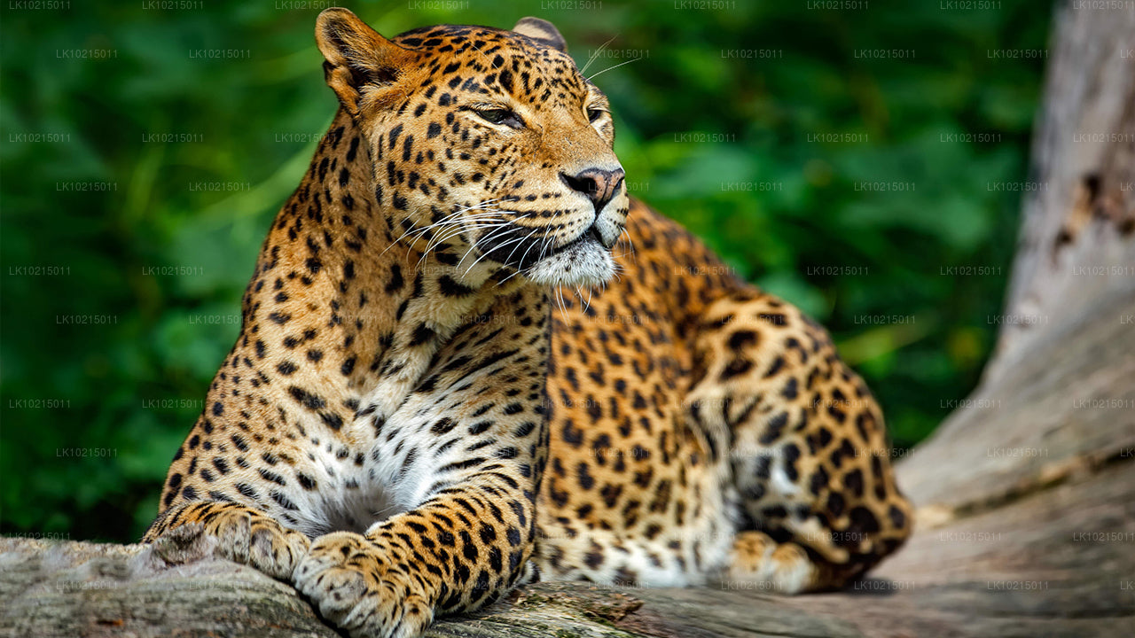 Prohlídka divoké přírody a posvátných míst z Galle (2 dny)