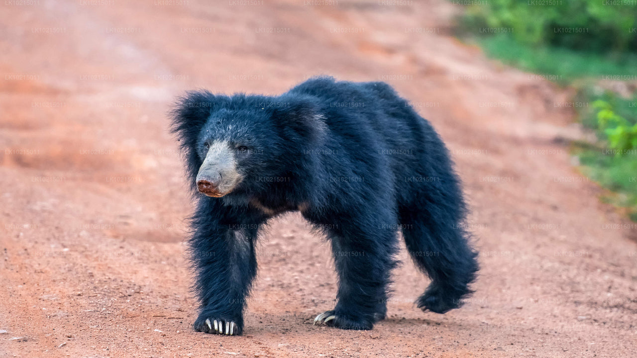 Prohlídka divoké přírody a posvátných míst z Galle (2 dny)