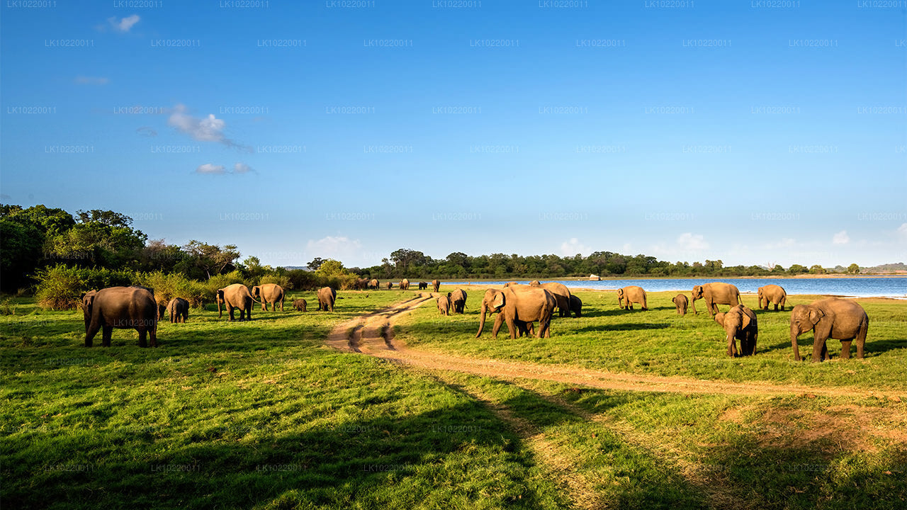 Étos Cejlonu z Kandy (2 dny)
