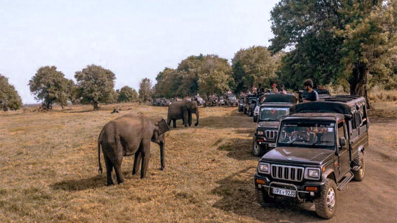 Étos Cejlonu z Kandy (2 dny)