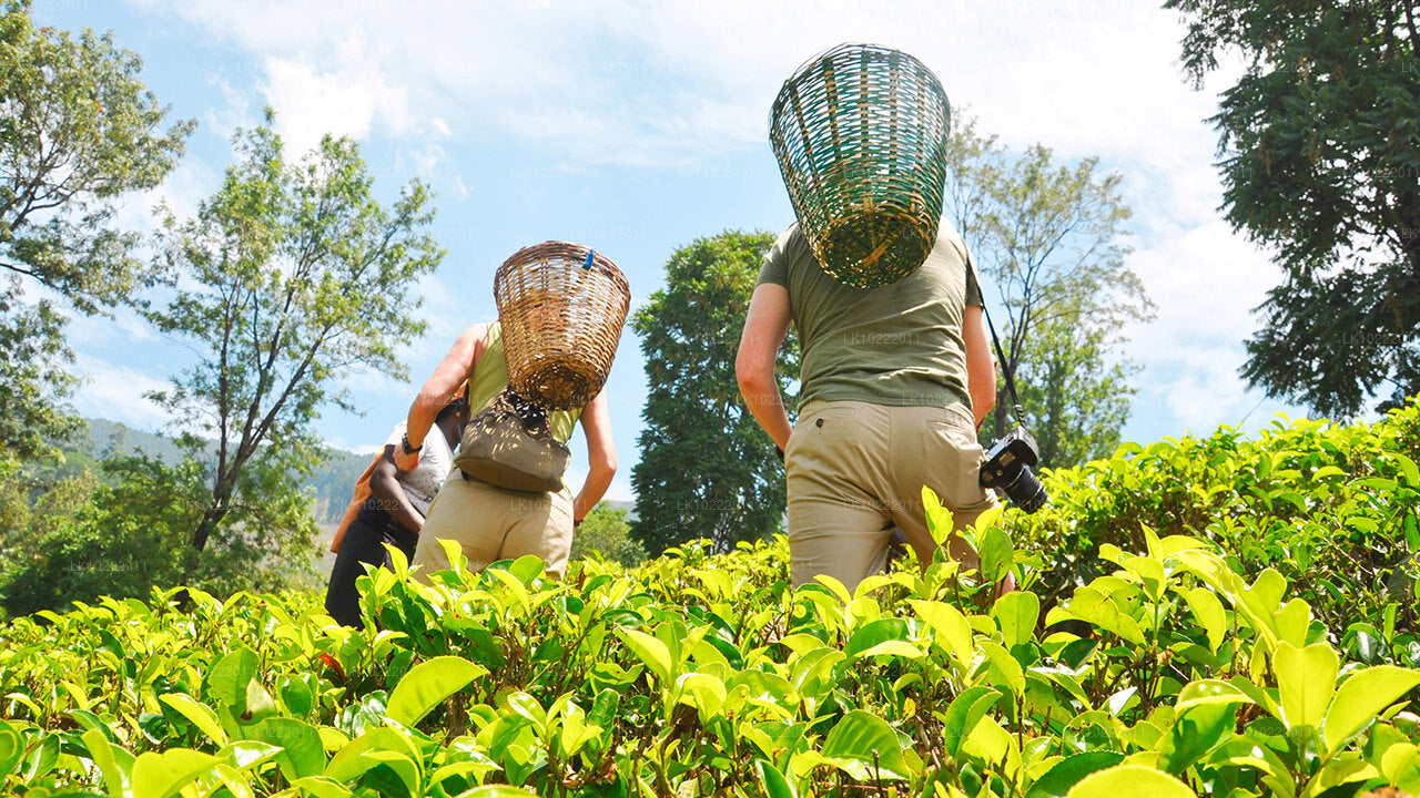 Highland Glory z Kandy (2 dny)