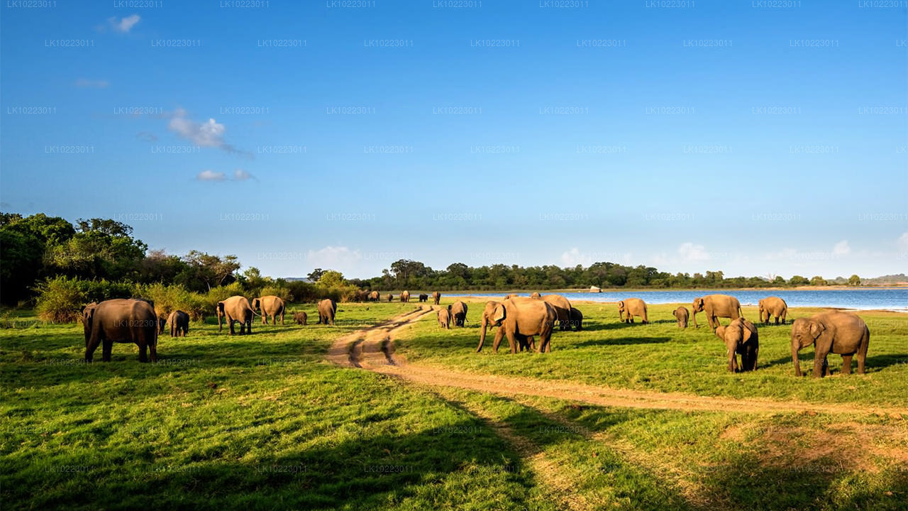 Sigiriya a Minneriya z Negomba (2 dny)