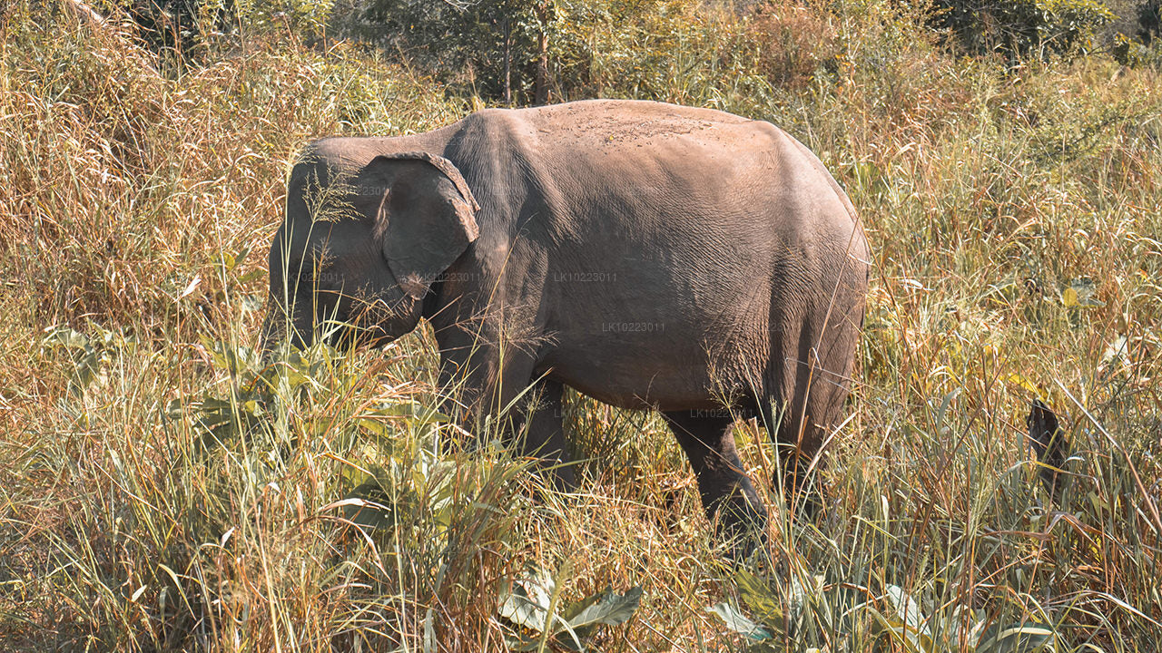 Sigiriya a Minneriya z Negomba (2 dny)