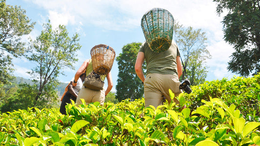 Nuwara Eliya z Negomba (2 dny)