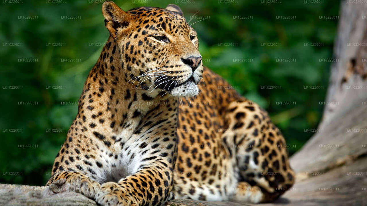 Chrámy a divočina z Negomba (2 dny)