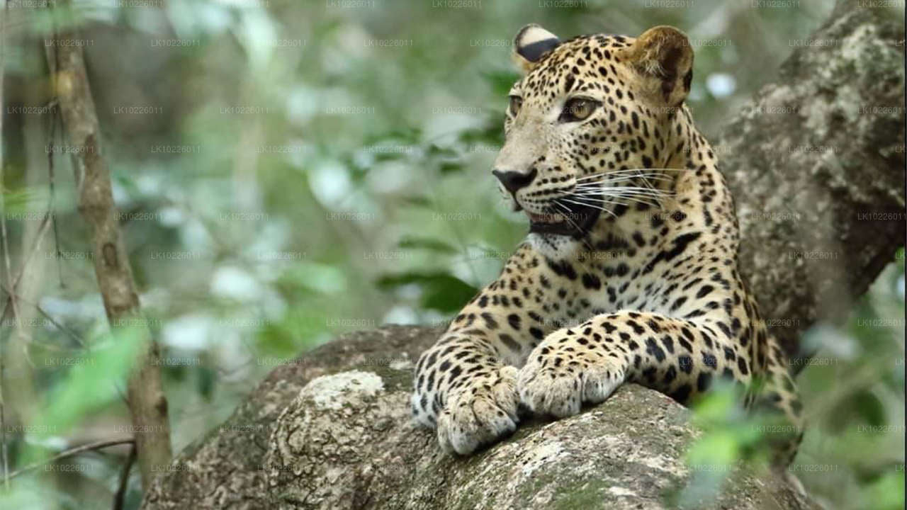 Chrámy a divočina z Negomba (2 dny)