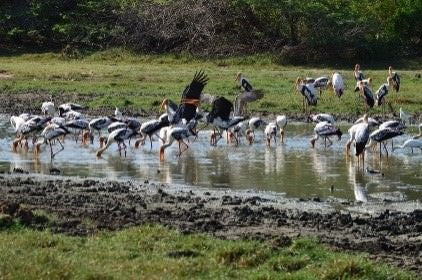 Divoké zázraky a skryté chrámy z Hikkaduwy (2 dny)