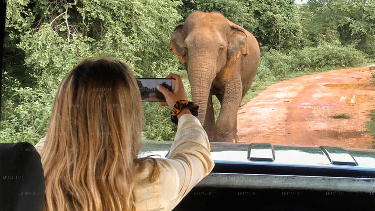 Udawalawe z Hikkaduwy (2 dny)