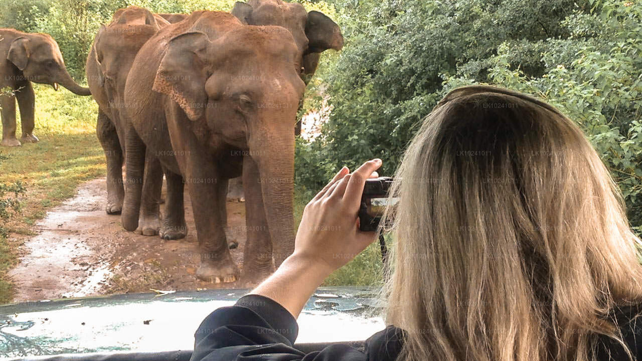 Udawalawe z Hikkaduwy (2 dny)