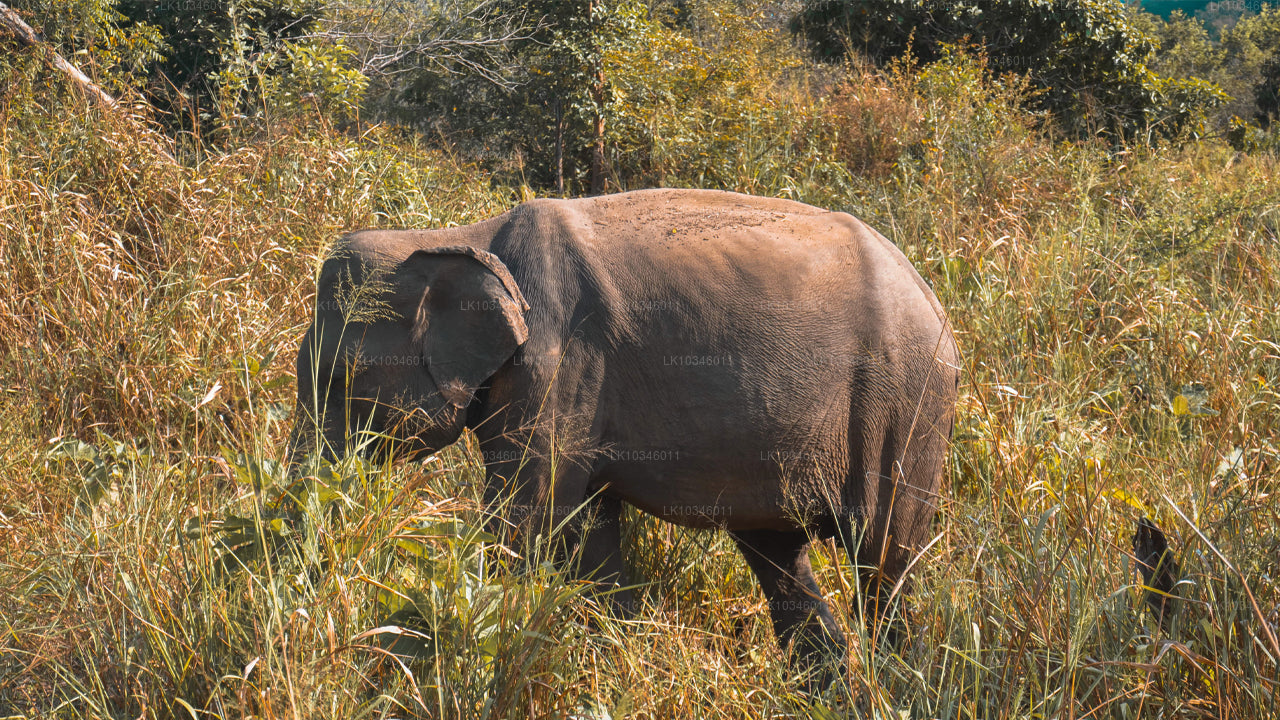 Příběhy starověkého Cejlonu z Kolomba (3 dny)