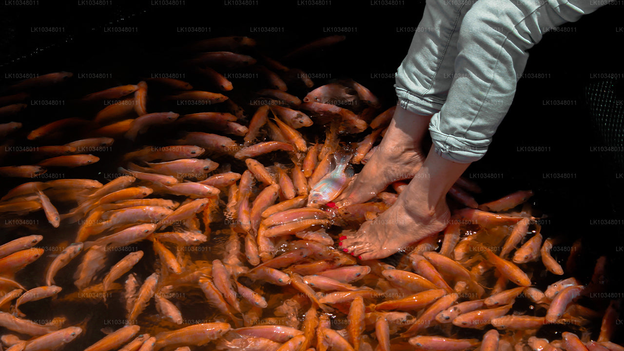 Útulná Srí Lanka (3 dny)