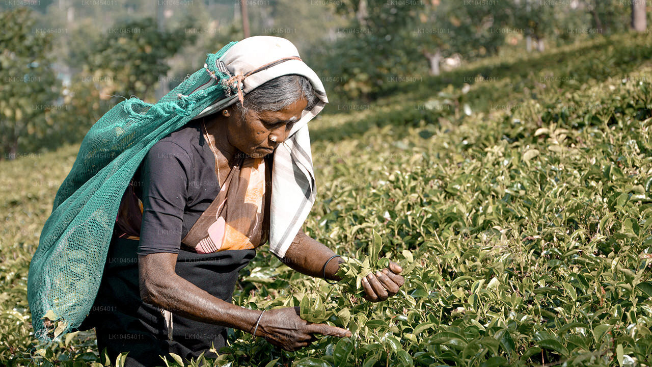 Dobrodružství na Horton Plains (4 dny)