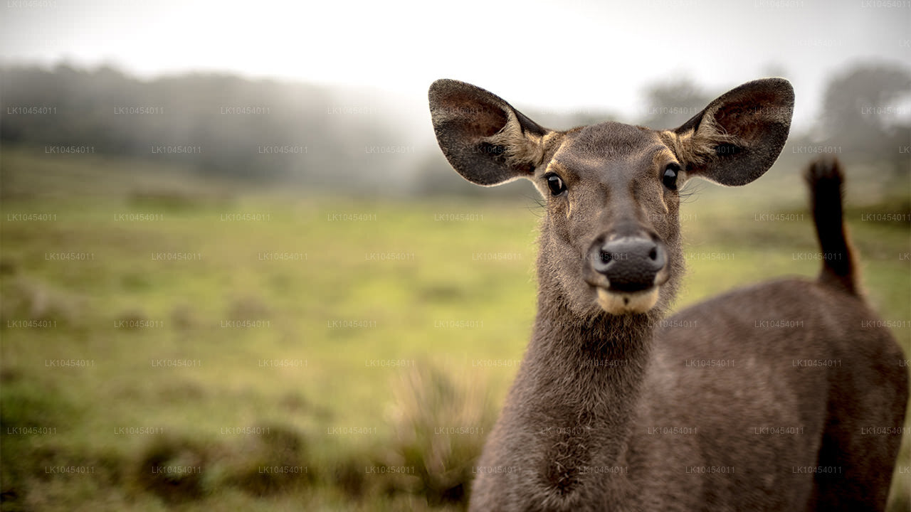 Dobrodružství na Horton Plains (4 dny)