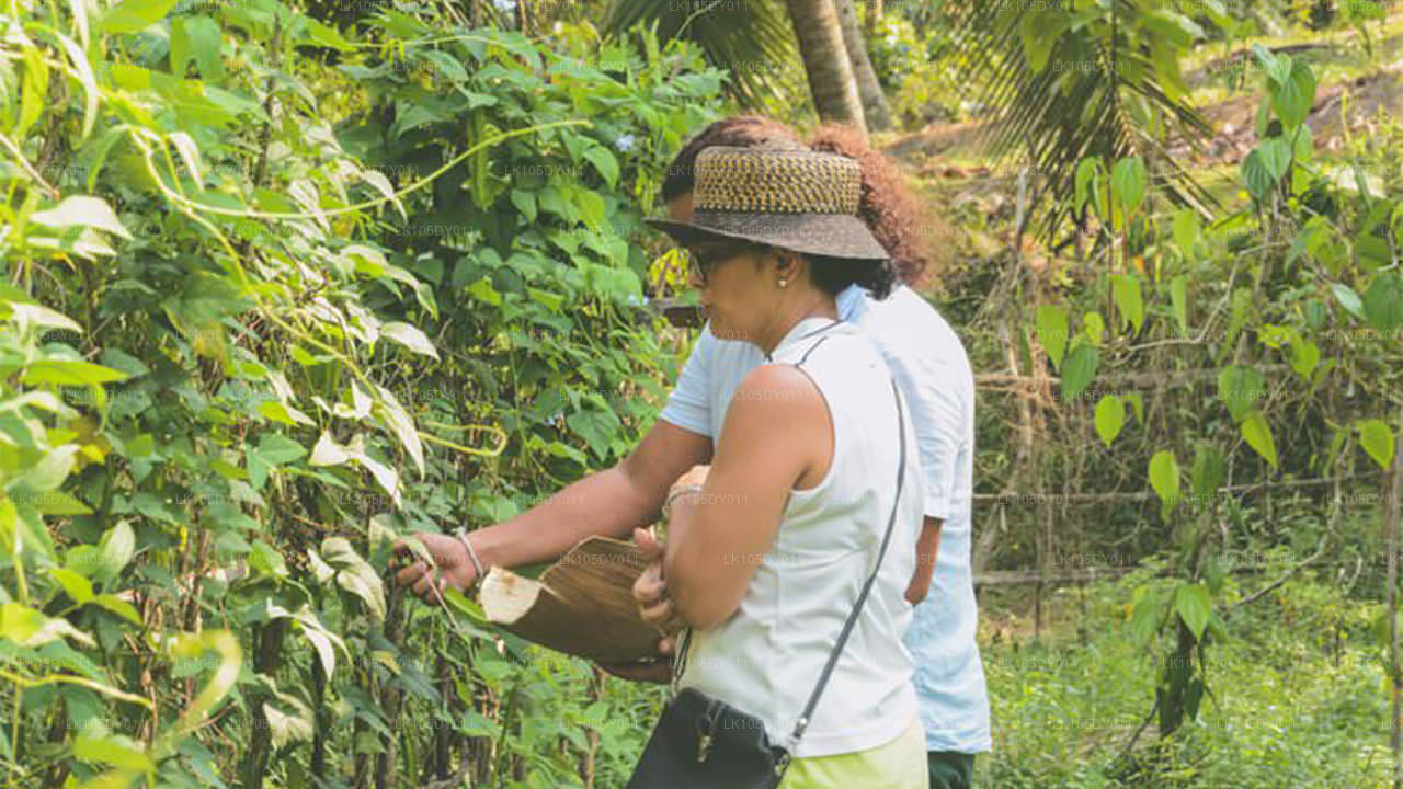 Agro Tour of Sri Lanka (6 Days)