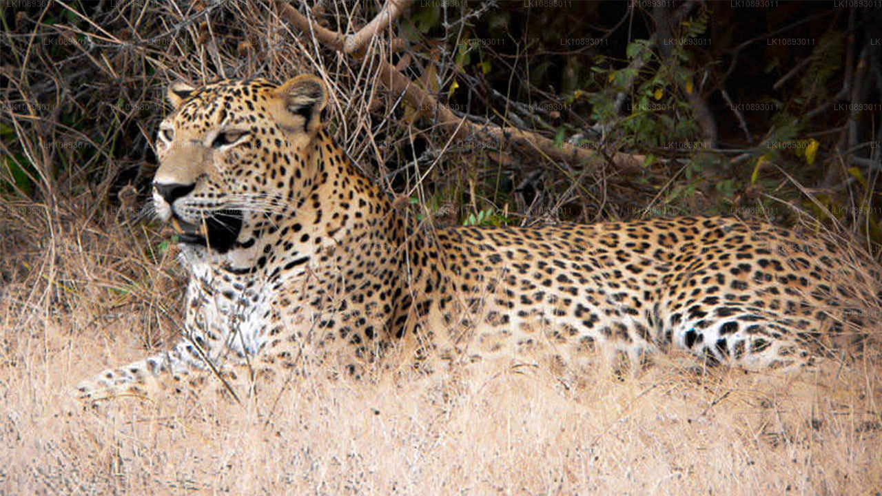 Wild Wonders (8 Days)