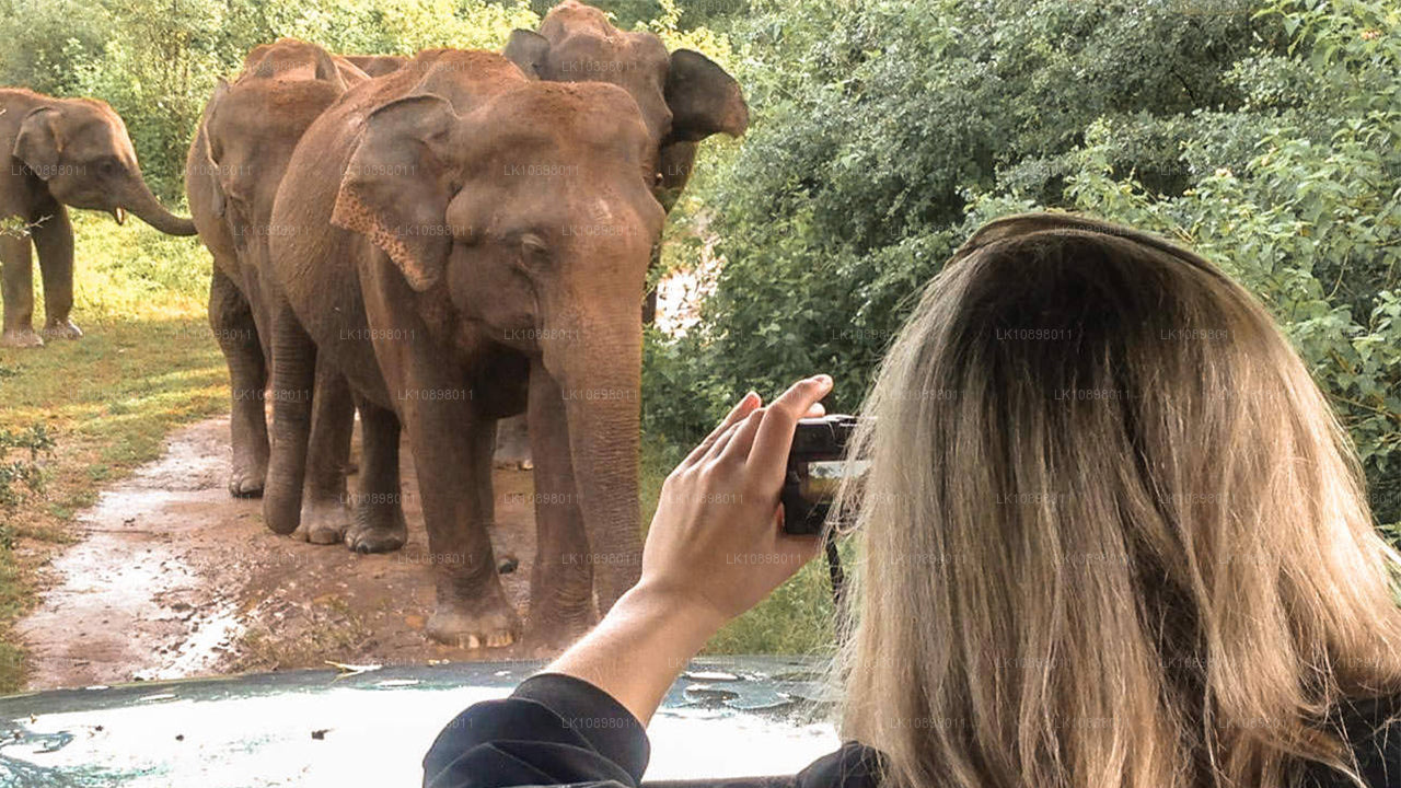 Objevte Serendib vlakem (8 dní)