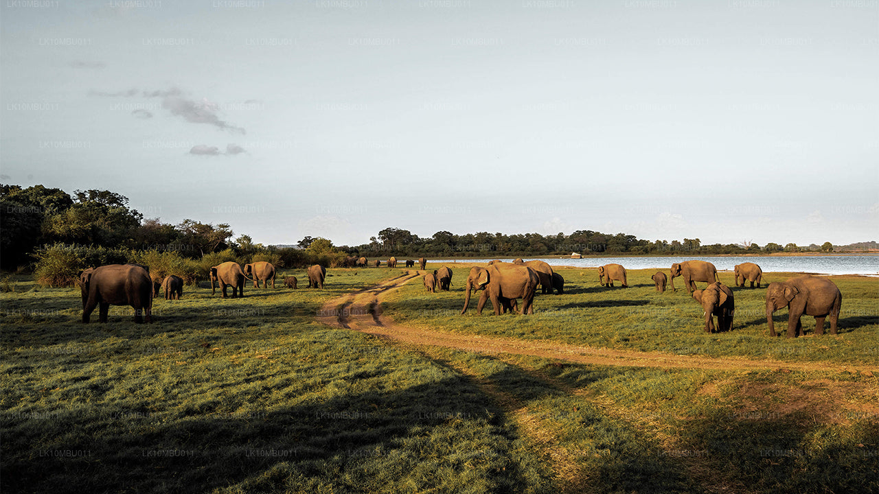 Glamour of Sri Lanka (22 Days)