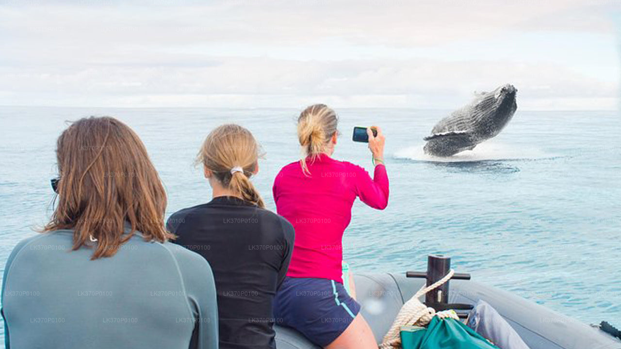 Pozorování velryb z Hiriketiya na sdílené lodi