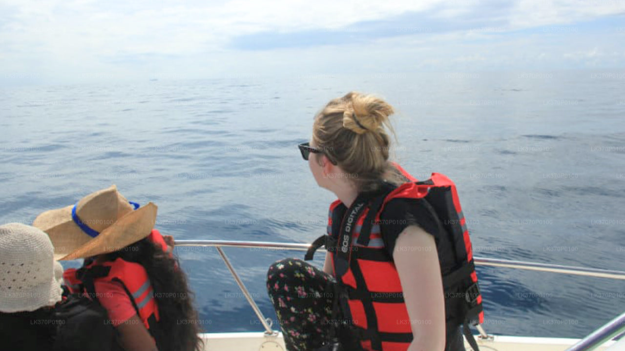 Pozorování velryb z Hiriketiya na sdílené lodi